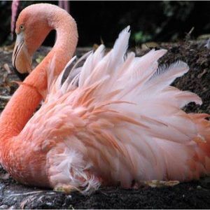 Meet your Posher, Di